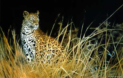 Leopard Hunts Alone by Matthew Hillier Pricing Limited Edition Print image