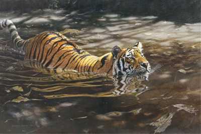 Jungle Crossing by Matthew Hillier Pricing Limited Edition Print image