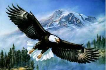 Anthem Amer Bald Eagle by James A Meger Pricing Limited Edition Print image