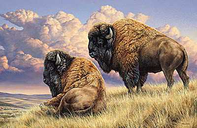 Prairie Monarchs Bison by Rosemary Millette Pricing Limited Edition Print image