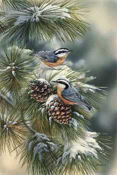 Winter Gem Nuthatch by Rosemary Millette Pricing Limited Edition Print image