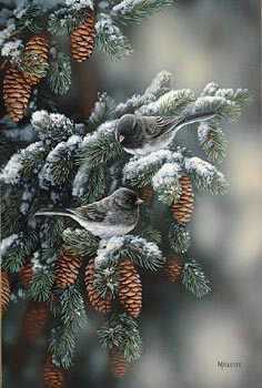 Winter Gem Junco by Rosemary Millette Pricing Limited Edition Print image