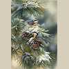 Winter Gem Nuthatc by Rosemary Millette Pricing Limited Edition Print image