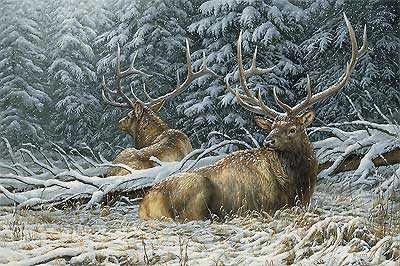 Sheltered Elk by Rosemary Millette Pricing Limited Edition Print image