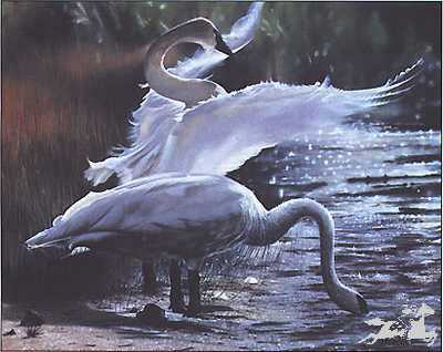 Trumpeter Swans by Anne Page Pricing Limited Edition Print image