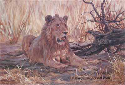 Resting Lion by Julia Rogers Pricing Limited Edition Print image