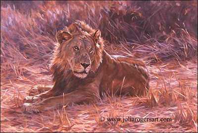 Samburu Lion by Julia Rogers Pricing Limited Edition Print image