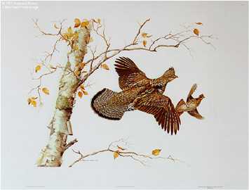 Birch Ruff Grouse by Maynard Reece Pricing Limited Edition Print image
