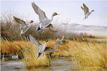 Breaking Away Pintails by Maynard Reece Pricing Limited Edition Print image