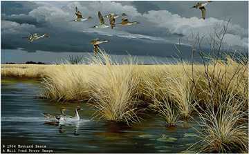 Dark Sky Pintails by Maynard Reece Pricing Limited Edition Print image