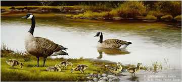 Family Canada Geese by Maynard Reece Pricing Limited Edition Print image