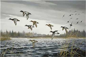 Passing Through Scaup by Maynard Reece Pricing Limited Edition Print image