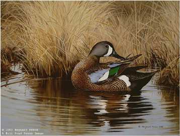 Preening Bluewing Teal by Maynard Reece Pricing Limited Edition Print image