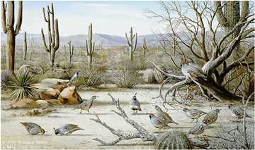Sonoran Desert Quail by Maynard Reece Pricing Limited Edition Print image