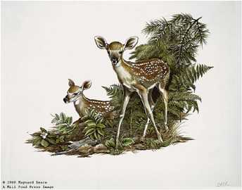 Twin Fawns Whitetl by Maynard Reece Pricing Limited Edition Print image