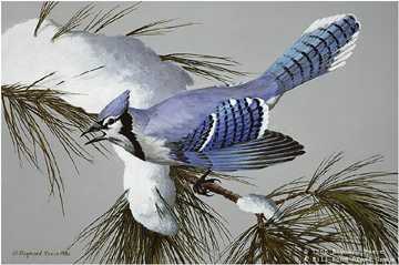 White Pine Bluejay by Maynard Reece Pricing Limited Edition Print image
