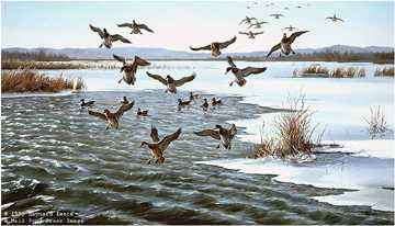 Icy Water Mallards by Maynard Reece Pricing Limited Edition Print image