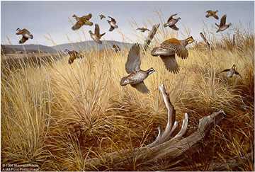 Quail Ridge Bobwhite by Maynard Reece Pricing Limited Edition Print image