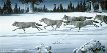 Chase Wolf Pack by Maynard Reece Pricing Limited Edition Print image