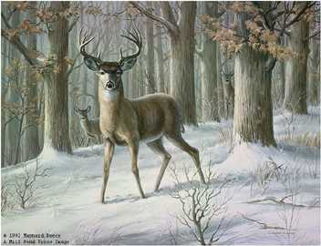 Alert Whitetail Deer by Maynard Reece Pricing Limited Edition Print image