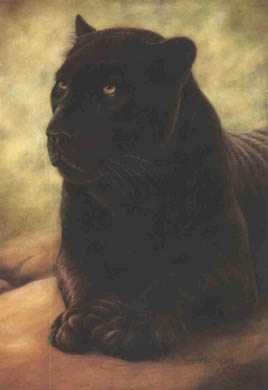 Black Leopard by Harold Rigsby Pricing Limited Edition Print image