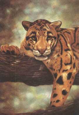 Clouded Leopard by Harold Rigsby Pricing Limited Edition Print image