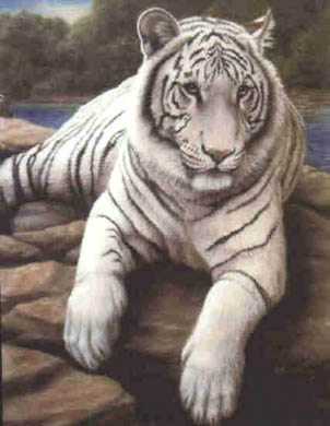 White Bengal Tiger Iii by Harold Rigsby Pricing Limited Edition Print image