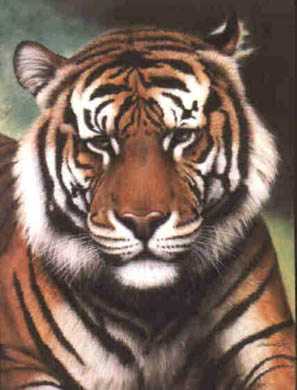 Bengal Tiger Viii by Harold Rigsby Pricing Limited Edition Print image