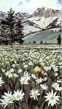 Mountain Daisies by Linda Roberts Pricing Limited Edition Print image