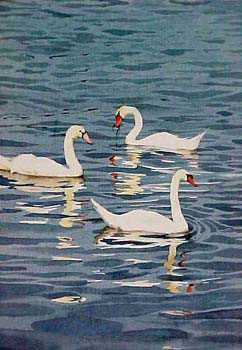Tranquil Trio by Linda Roberts Pricing Limited Edition Print image