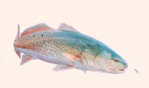 Red Fish Study by Willard Pratt Pricing Limited Edition Print image