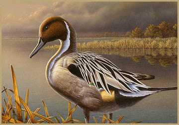 Pintail Drake by Mark Bordignon Pricing Limited Edition Print image