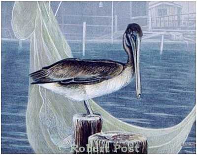 Brown Pelican by Robert Post Pricing Limited Edition Print image