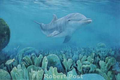 Bottlenosed Dolphin by Robert Post Pricing Limited Edition Print image