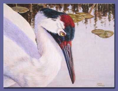 Whooper Portrait by Gene Canning Pricing Limited Edition Print image