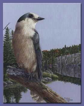 Algonquin Gray Jay by Gene Canning Pricing Limited Edition Print image