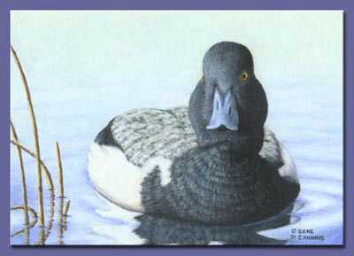 In Calm Waters Scaup by Gene Canning Pricing Limited Edition Print image