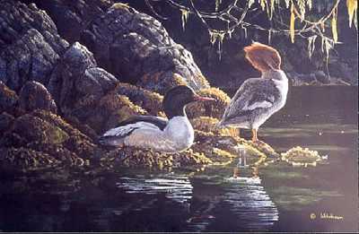 Mergansers Tideline by Mark Hobson Pricing Limited Edition Print image