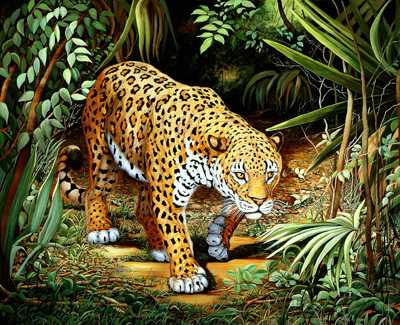 Stroll Rainforest by Doni Kendig Pricing Limited Edition Print image