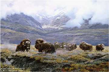 Autumn Thunder Musk Ox by John Seerey-Lester Pricing Limited Edition Print image