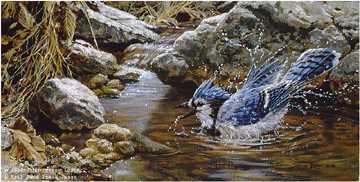 Bathing Bluejay by John Seerey-Lester Pricing Limited Edition Print image