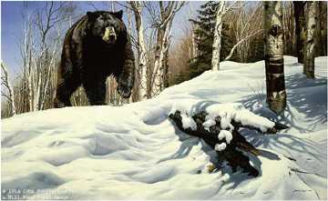 Breaking Cover Bear by John Seerey-Lester Pricing Limited Edition Print image