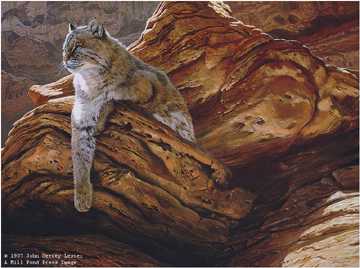 Cliff Hanger Bobcat by John Seerey-Lester Pricing Limited Edition Print image