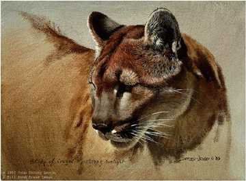 Cougar Head Study by John Seerey-Lester Pricing Limited Edition Print image
