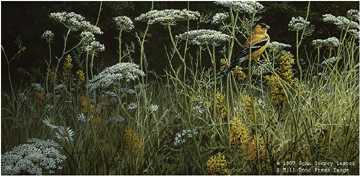 Evening Meadow Gldfnch by John Seerey-Lester Pricing Limited Edition Print image
