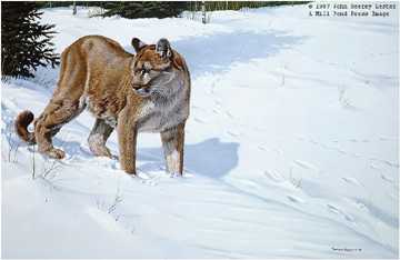 First Tracks Cougar by John Seerey-Lester Pricing Limited Edition Print image