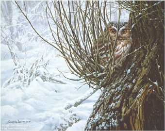 Hiding Place Owl by John Seerey-Lester Pricing Limited Edition Print image