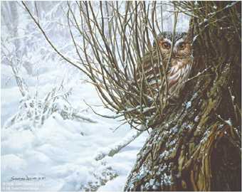 Hiding Place Owl by John Seerey-Lester Pricing Limited Edition Print image