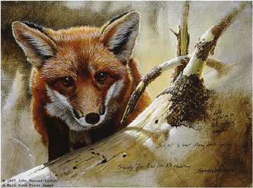 Red Fox Kit Study by John Seerey-Lester Pricing Limited Edition Print image
