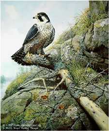 River Watch Falcon by John Seerey-Lester Pricing Limited Edition Print image